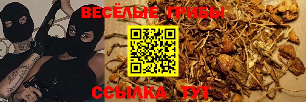 Туапсе  Галлюциногенные грибы Cubensis  Вход с VPN 